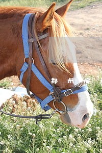郑州房产交易律师 郑州房产交易律师