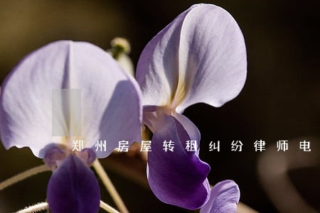 郑州房屋转租纠纷律师电话号码 郑州房屋转租纠纷律师电话号码