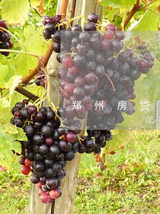 郑州房贷逾期 郑州房贷逾期