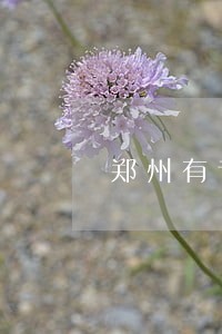 郑州有专业离婚律师吗 郑州有专业离婚律师吗
