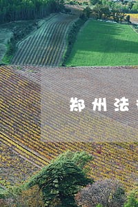 郑州法律咨询免费 郑州法律咨询免费