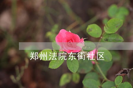 郑州法院东街社区 郑州法院东街社区
