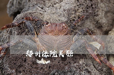 郑州法院吴强 郑州法院吴强
