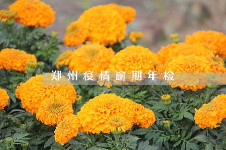 郑州疫情逾期年检 郑州疫情逾期年检
