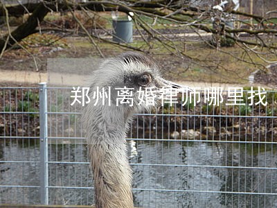 郑州离婚律师哪里找 郑州离婚律师哪里找