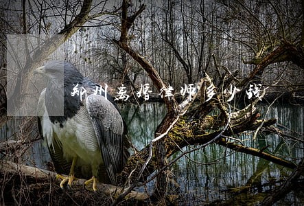 郑州离婚律师多少钱 郑州离婚律师多少钱