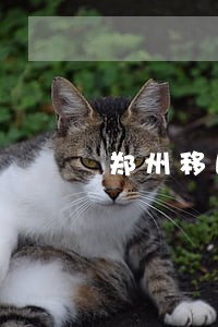 郑州移民留学律师咨询电话 郑州移民留学律师咨询电话