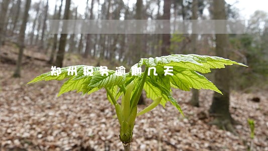 郑州税务逾期几天 郑州税务逾期几天