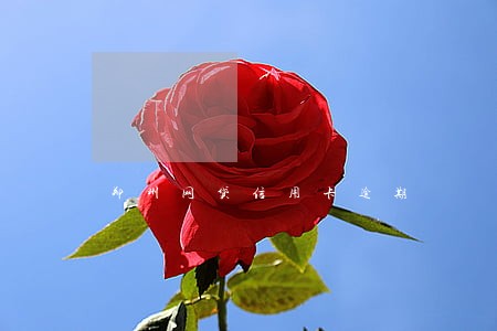 郑州网贷信用卡逾期 郑州网贷信用卡逾期