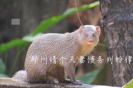 郑州请个夫妻债务纠纷律师 郑州请个夫妻债务纠纷律师