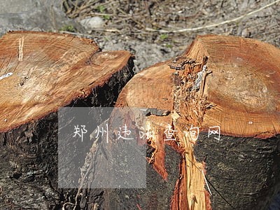 郑州违法查询网