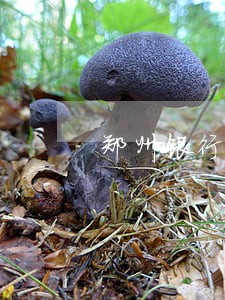 郑州银行逾期利息 郑州银行逾期利息