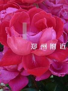 郑州附近专办刑辩律师 郑州附近专办刑辩律师