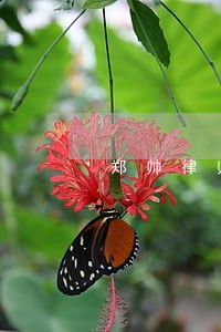 郑帅律师解答了如室友晕倒 郑帅律师解答了如室友晕倒