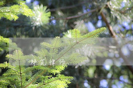 郑芃律师 郑芃律师