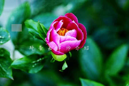 郑誉嘉律师介绍 郑誉嘉律师介绍