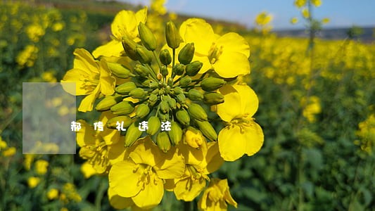 郝传礼违法 郝传礼违法