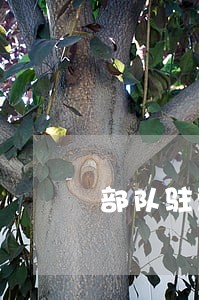 部队驻营区有独立诉讼主体资格