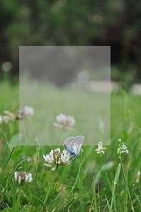 郫县法律顾问服务方案 郫县法律顾问服务方案