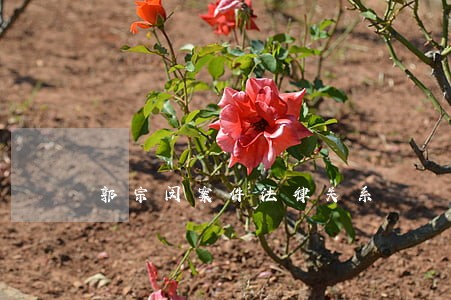 郭宗闵案件法律关系