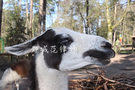 郯城范律师 郯城范律师