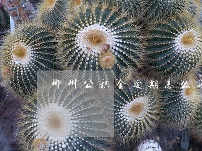 郴州公积金逾期怎么还 郴州公积金逾期怎么还