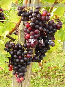 郴州工工伤补偿律师介绍 郴州工工伤补偿律师介绍