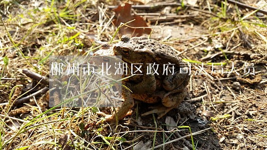 郴州市北湖区政府司法局人员 郴州市北湖区政府司法局人员