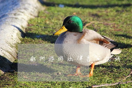 郴州旅游法律咨询热线 郴州旅游法律咨询热线