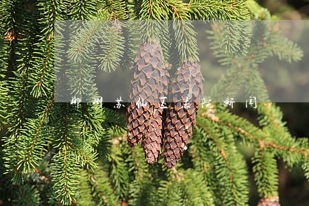 郴州苏仙区法院新闻 郴州苏仙区法院新闻