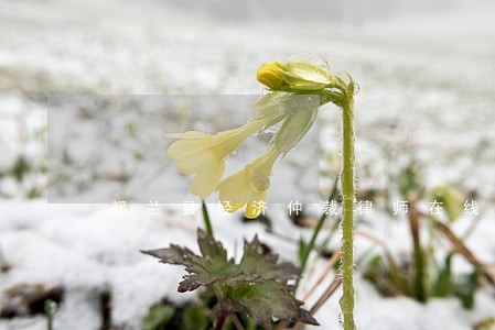 都兰县经济仲裁律师在线免费咨询 都兰县经济仲裁律师在线免费咨询