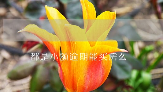 都是小额逾期能买房么 都是小额逾期能买房么