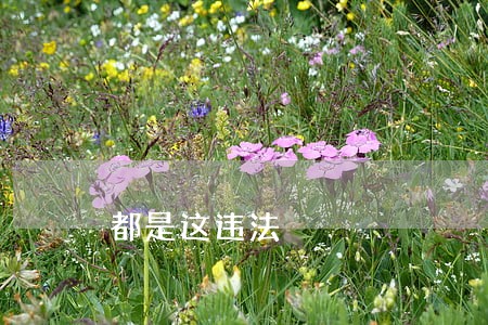 都是这违法 都是这违法