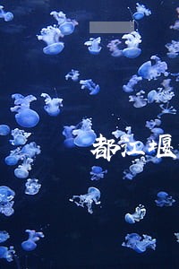 都江堰债务执行律师收费标准