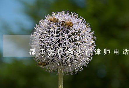 都江堰债务执行律师电话 都江堰债务执行律师电话