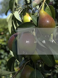 都江堰律师事务所 都江堰律师事务所
