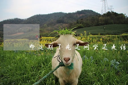 都逾期了先还网贷还是信用卡