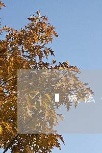郾城法律调查 郾城法律调查