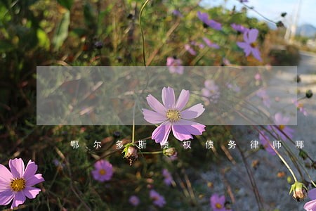 鄂尔多斯债权债务律师哪个好 鄂尔多斯债权债务律师哪个好