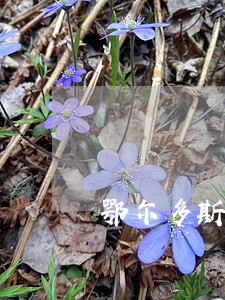 鄂尔多斯辩护诉讼律师 鄂尔多斯辩护诉讼律师