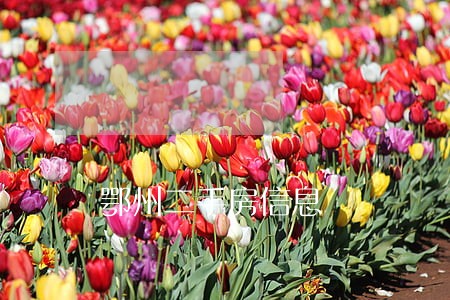 鄂州二手房信息 鄂州二手房信息