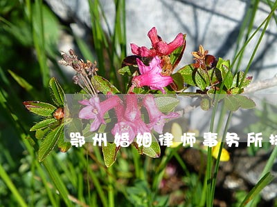 鄂州婚姻律师事务所排名 鄂州婚姻律师事务所排名