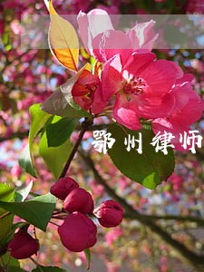鄂州律师咨询怎么收费 鄂州律师咨询怎么收费