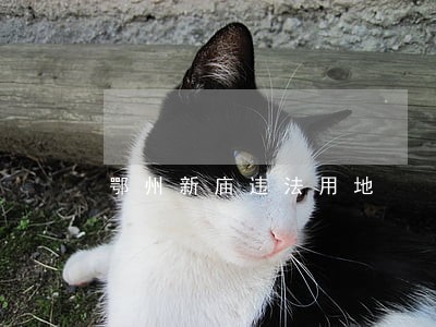 鄂州新庙违法用地 鄂州新庙违法用地