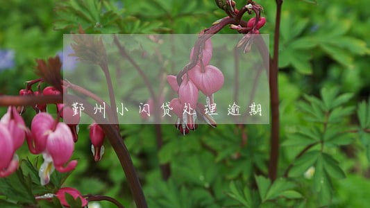 鄞州小闪贷处理逾期 鄞州小闪贷处理逾期