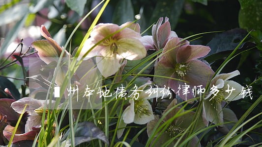 鄞州本地债务纠纷律师多少钱 鄞州本地债务纠纷律师多少钱