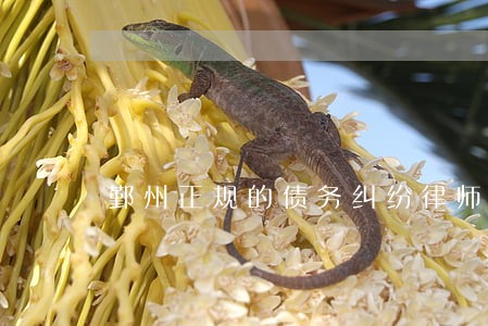 鄞州正规的债务纠纷律师律所 鄞州正规的债务纠纷律师律所