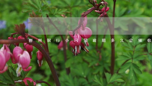 鄞州银行小闪贷逾期多久会催收 鄞州银行小闪贷逾期多久会催收