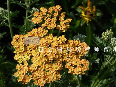 鄠邑合同纠纷律师费用 鄠邑合同纠纷律师费用