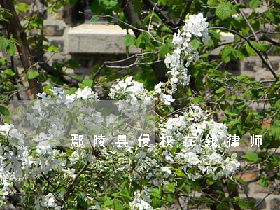 鄢陵县侵权在线律师